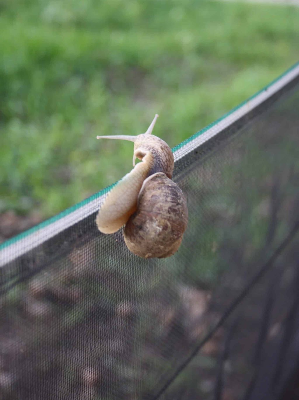 schneckenzucht-ausbrecher-schnecke